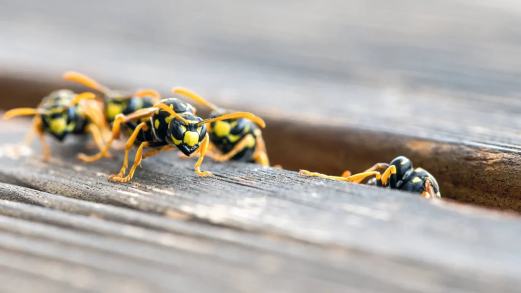 DCC Pest Control technician carrying out wasp control treatment